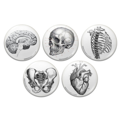 Vintage Anatomy Pinback Buttons